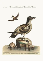 Il Peteril Bianco e Nero Macchiato, e il Piccolo Peteril, 1749-73